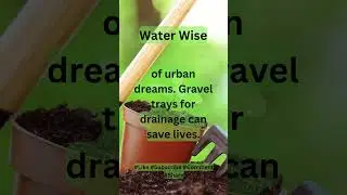 Save Your Urban Garden: Gravel Trays for Drainage 💧🌵 | #WaterWise #GardeningTips #Shorts