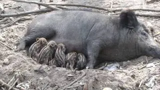 New born Wild Baby Boars - Wildschwein Frischlinge