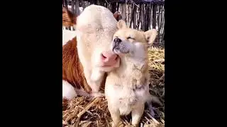 Sleep cow and Dog Funny moment #shorts #shortsvideo