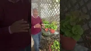 ￼ How to grow #lettuce lettuce in #garden #survival #irrigation