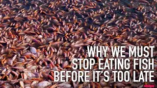 How the fishing industry is killing the planet