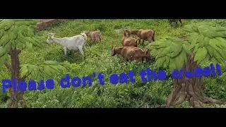 Establishing Tree Fodder in Goat Pasture