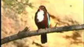 kingfisher - nesting