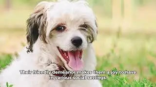 The Havanese Dog breed 🐕 | Top 10 beautiful facts