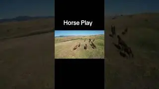 Dji mini 3 pro Horses in Central Montana