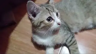 KUCING SUSAH TIDUR SAMPAI PAGI
