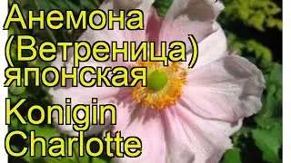 Анемона японская Кёнигин Шарлотта. Краткий обзор, описание anemone japonica Konigin Charlotte
