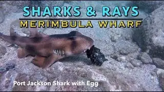 Sharks & Rays at Merimbula Wharf