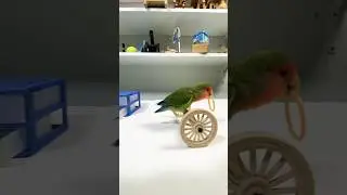 Bird Training:smart lovebird parrot l smart little cute parrot  #training#smartparrot#cute