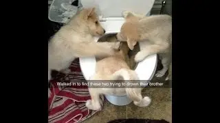 Dogs Cute and Funny Dog Videos Compilation - Best Dog Videos 2019