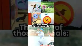 Aura farming animals 🗿