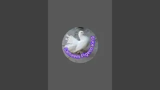 Sameem Pigeon King  is live
