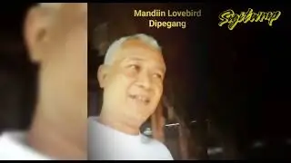Rawat/Mandi Sore LOVEBIRD Jagoan Mas Sigitwmp 