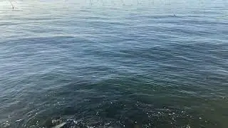 海