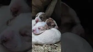 Dog Lover 😍 #dogs #cutebaby #newborn #newbornbaby #funnydogloversdog