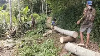 Tebang pohon klepa buat renopasi kandang kambing di karang maja kaliwungu