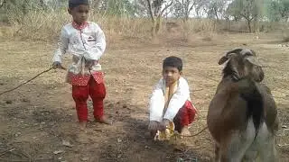 Sadi me reception ke liye bakra party 01...05...2018