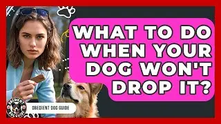 What To Do When Your Dog Won't Drop It? - Obedient Dog Guide