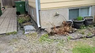 Yard work job before clean up.