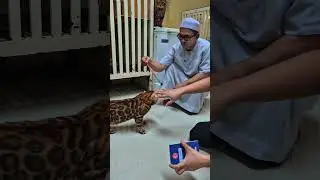 BENGAL CAT!!! Originally from T&uuml;rkiye, this is what it looks like