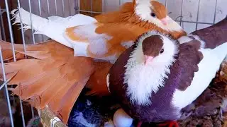 Beautiful Fancy Pigeons | fancy pigeon videos | Best Unique Breeds & Farm Tour