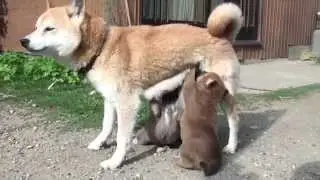 子育て奮闘中の柴犬のお母さんです♪