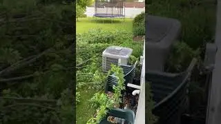 2020 05 27 Tree Damage After a Storm at David&rsquo;s House 🌳⛈️ | David&rsquo;s Chronicles