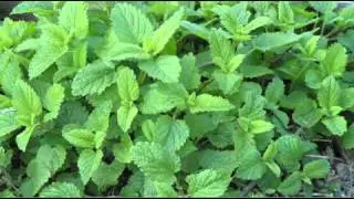Zap That! Natural Mosquito Repellants