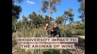 Biodiversity Impact to Mediterranean Wine Aromas 🌿🍷
