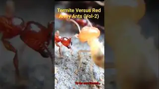 Termite Versus Red Army Ants Vol 2