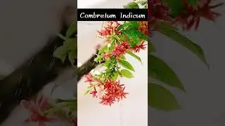 Комбретум индийский #растения #цветы #шортс #юмор