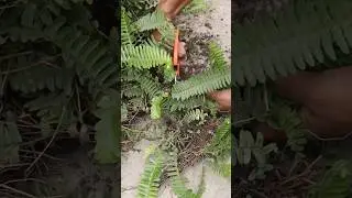 Propagating Boston Ferns from runners
