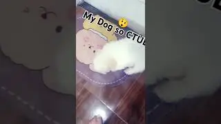 my Dog CTUE
