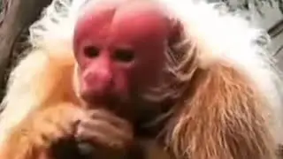 The Uakari - The Strangest Face In The Primate World .