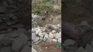 tarki ra kukhurako bhale juteko hernu hai darsak