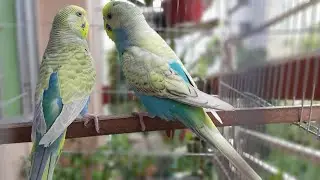 🦜 Budgie Parrot Colony! A Colorful & Happy Bird Community