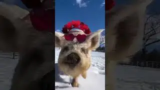 悠哉悠哉的憨憨日常 撸猪 雪地里撒欢 现出原形 蠢萌