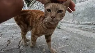 Rusty the cat approaches my camera and purrs