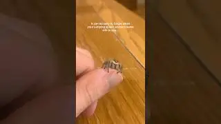 Forgetting when your Jumping Spider attaches some silk to you #jumpingspider #arachnid #shorts