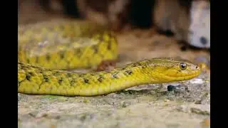 Checkered Keelback (Xenochrophis piscator)