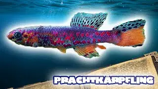 FISCHE AUS DER PLASTIKDOSE - SCHWALBENSCHWANZ-PRACHTKÄRPFLING | FISCHENZYKLOPÄDIE | ZOO ZAJAC