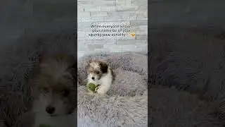 Crazy Puppy 🤣 | Petland Texas #puppy