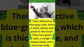 Russian Blue Cat - The Best Breed #youtubeshorts #catshorts #catlover