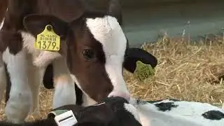 Lely Calm calf feeder