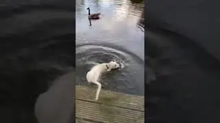 Fallen Dog, Funny Video - Smart Dog Tv #SHORTS