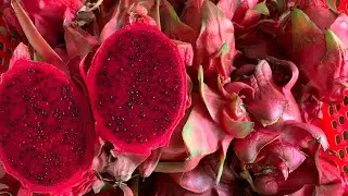 #12🇦🇺Harvest Red Dragon Fruit 🍉 grow in Australia / Thanh Long ruột đỏ