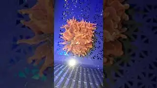 Coral Collection Inferno Bubble Tip Anemine