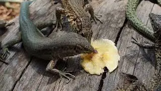 Die Insel Dragonera und die Echsen