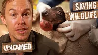 Saving Tasmanian Devils Wiped Out By Horrific Disease