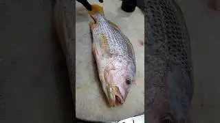 Golden Snapper Fish Fast Cutting Skills#shorts